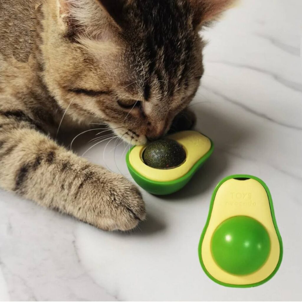 avoccato_primer_uporabe_z_mačko