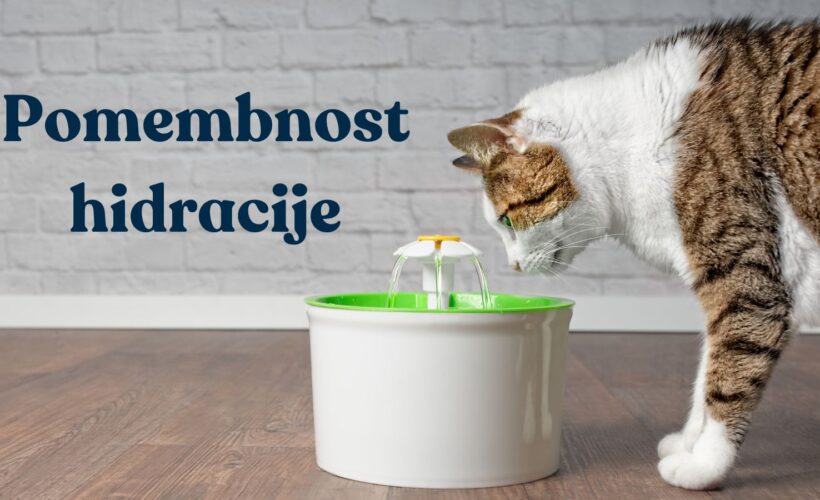 Hidracija mačke