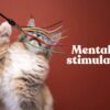 Mentalna-stimulacija-macke