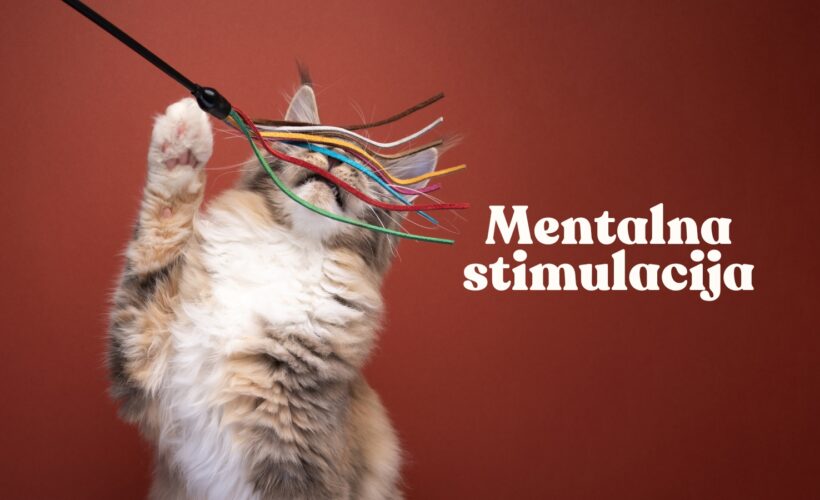 Mentalna-stimulacija-macke