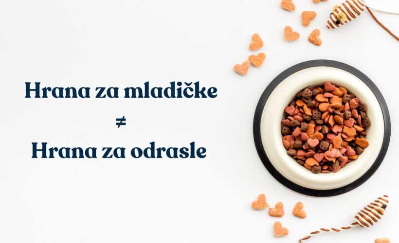 Prehrana mačke Razlika med hrano za mladičke in odrasle mačke: Vodič za lastnike mačk o prehrani mačke