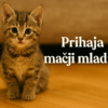Prihod mačjega mladička