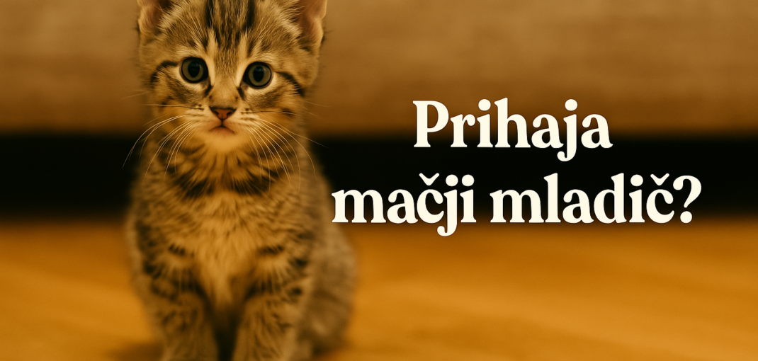 Prihod mačjega mladička