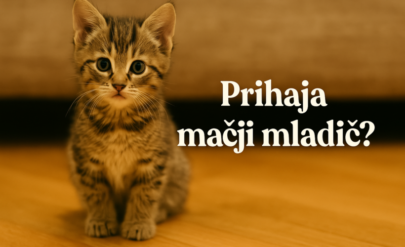 Prihod mačjega mladička