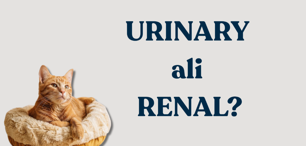Razlika med urinary in renal hrano za mačke