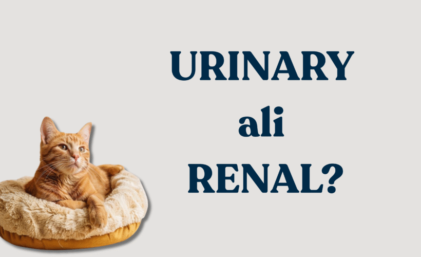 Razlika med urinary in renal hrano za mačke